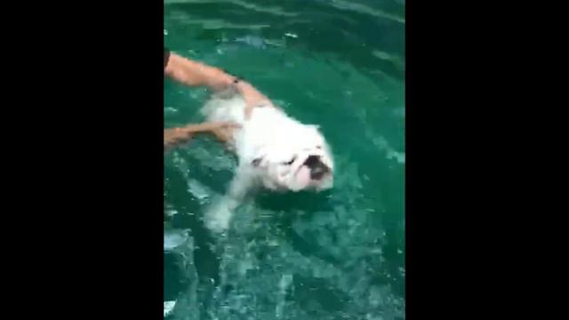 DOG шоу клуб "Капитолий" занятия в бассейне с вашими питомцами смотреть онлайн