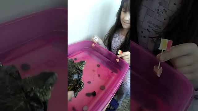 Черепаха Дуся угадывает исход матча Япония - Бельгия! смотреть онлайн