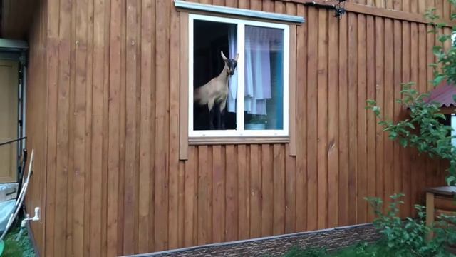 Козий дом смотреть онлайн