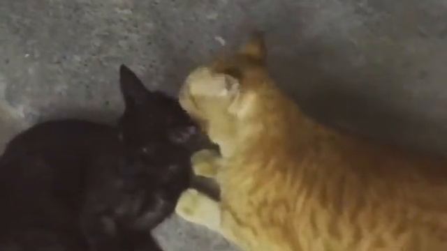 Кошки Умываются смотреть онлайн