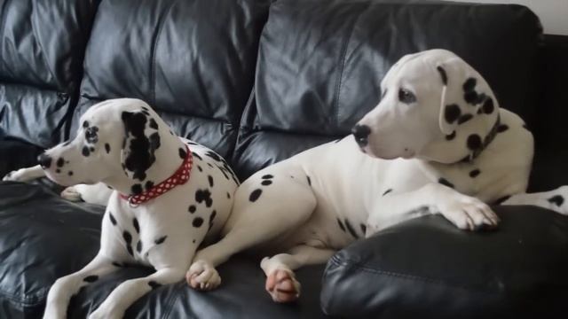 103 Dalmatians