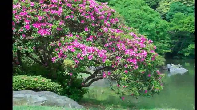 САД РИКУГИЭН, ТОКИО, ЯПОНИЯ смотреть онлайн