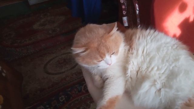 Как мы с котом Лёликом гладим бельё смотреть онлайн