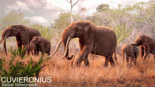 What Happened to the Four Tusked Elephants? смотреть онлайн