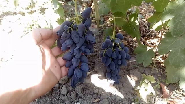 виноград Атос. июль 2021г. смотреть онлайн