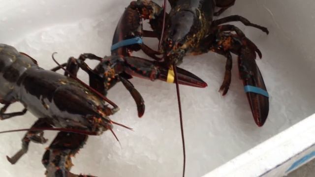 Lobster он же ОМАР  IMG_1074[1].MOV