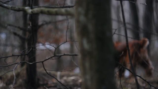 от чего так предан пес смотреть онлайн