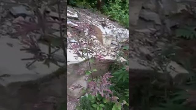 Колибри в Сукко на Кипарисовом озере? смотреть онлайн