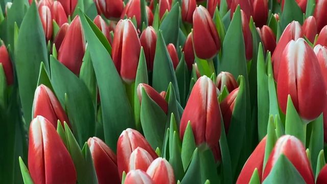 Отличный сорт Paul McCartney. Выгонка тюльпанов к 8 Марта смотреть онлайн