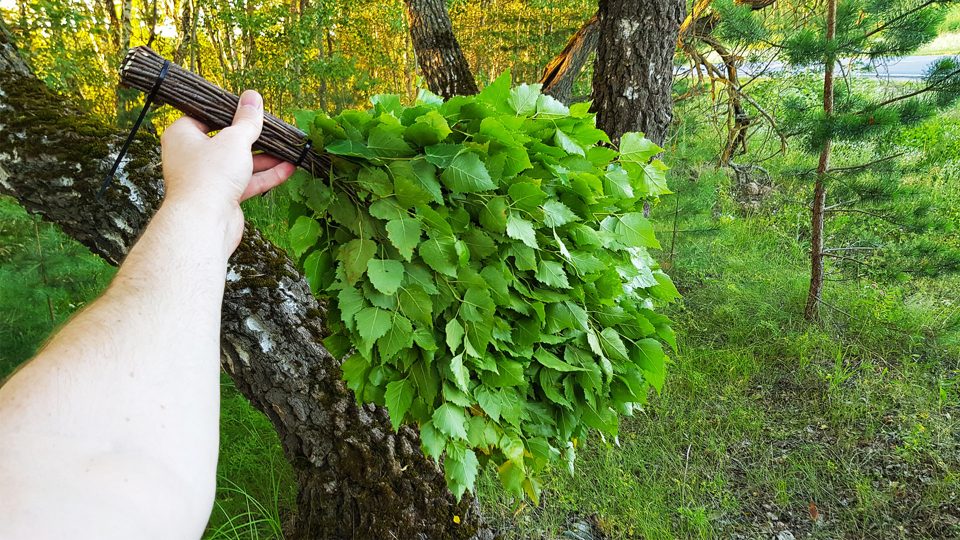 КАК вязать березовые ВЕНИКИ для бани. Как заготавливать БЕРЕЗОВЫЕ веники. смотреть онлайн