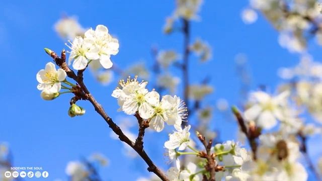лечебная музыка для сердца и сосудов - Нежная музыка, успокаивает нервную систему и радует душу #11 смотреть онлайн