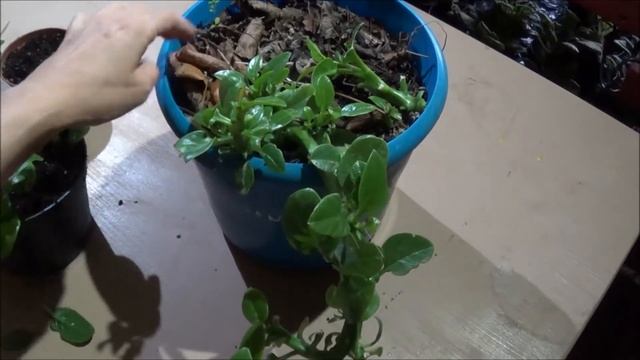 Укоренение МАЛАБАРСКОГО ШПИНАТА (Базеллы белой, Basella Alba, Malabar Spinach,Malabar Spinat)