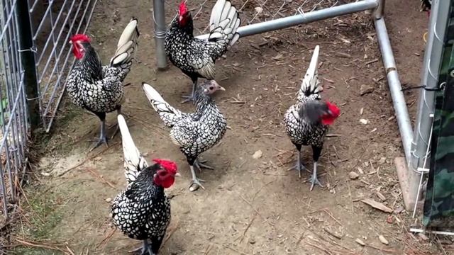 SIBRAYT (SEBRIGHT) TOVUQLARI HAQIDA SUPER MA`LUMOT.