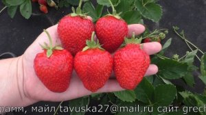 АЛЬБА ранний сорт клубники