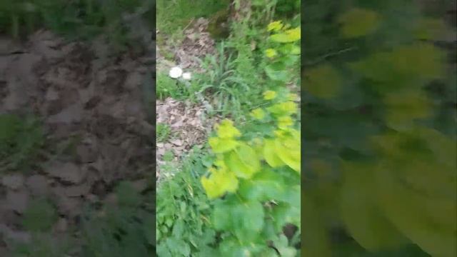 Грибные костюмы