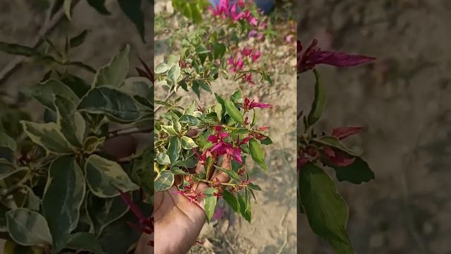 New Varity Bougainvillea plant. BUTTERFLY BOUGAINVILLEA PLANT смотреть онлайн
