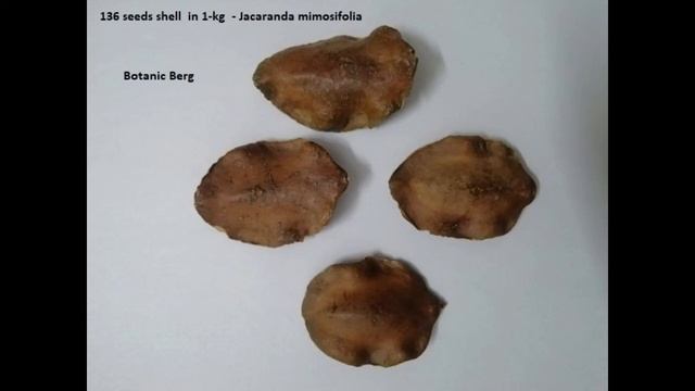 Seed Count Of Jacaranda Mimosifolia