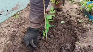 КЛЕМАТИСЫ.Секрет посадки трёх штук в одну посадочную яму.