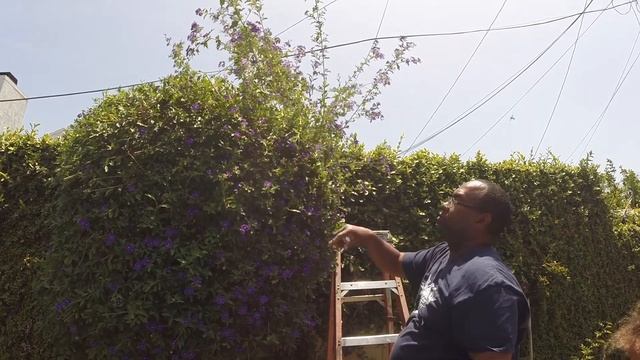 Review Fiskars Ultra Blade Manual Hedge Trimmer смотреть онлайн