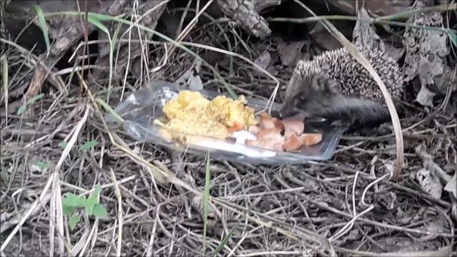 Ежонок на даче. смотреть онлайн