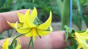 Искусственное опыление помидор