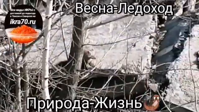 Весна🌤️-Ледоход🚢!рирода🌱-Жизнь🦦Икра🔥Красная в Томске!Северске!Икринка к Икринке!Малосол😋! ikra70.ru смотреть онлайн