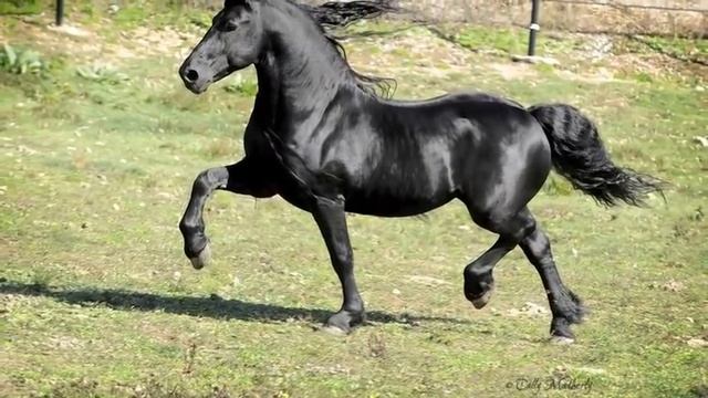 WORLD FAMOUS FRIESIAN STALLION смотреть онлайн
