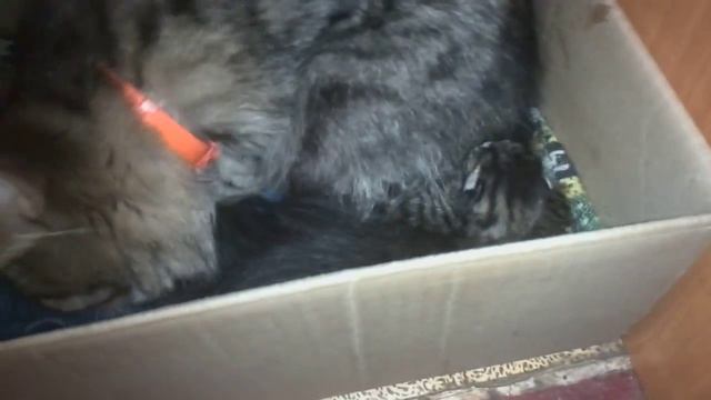 Мама кошка и Моня!От Юлии Ник смотреть онлайн