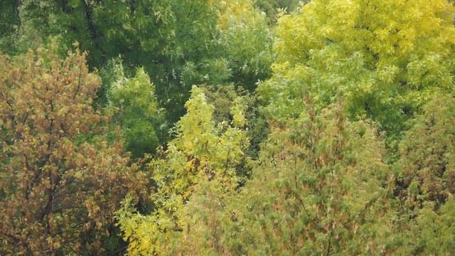 Алексей Иванов начало Сердце Пармы смотреть онлайн