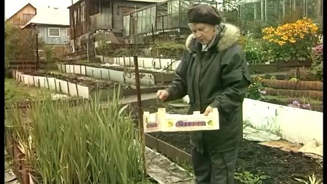 Гладиолусы: когда выкапывать и как хранить? смотреть онлайн