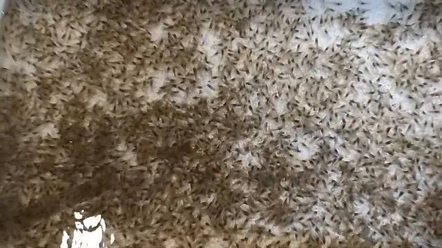 Рассадка 11 тысяч штук рачат по бассейнам. смотреть онлайн