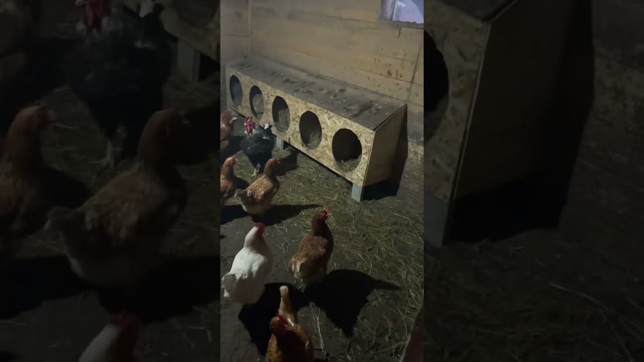 Куриное хозяйство | Начало #сельскоехозяйство #бизнес #рекомендации