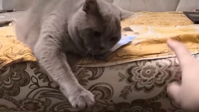Британская кошка охраняет деньги смотреть онлайн