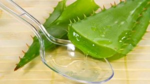 Алоэ лечебные свойства и рецепты