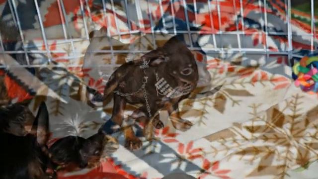 Выставка салонных собачек.mpg смотреть онлайн