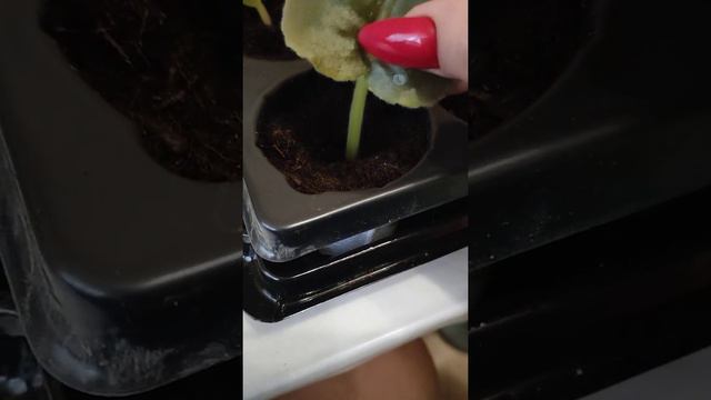 фиалки смотреть онлайн
