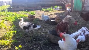 Индоутки. Почему индоутка не садится высиживать яйца?