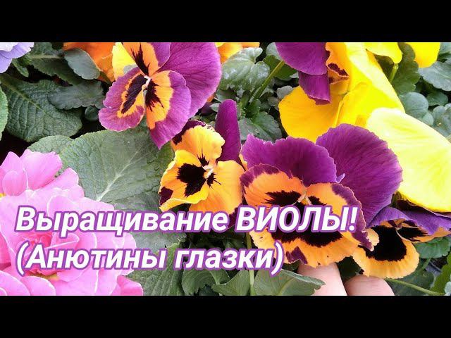 Выращивание крупноцветковой виолы (анютины глазки)! смотреть онлайн
