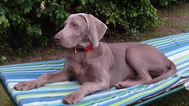 Asimi - 5 months old weimaraner likes to rest on a camp-bed смотреть онлайн