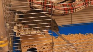 КАК ПРАВИЛЬНО ОБУСТРОИТЬ КЛЕТКУ ДЛЯ КРЫС? / ЧТО ДОЛЖНО БЫТЬ В КЛЕТКЕ У КРЫС? / КЛЕТКА ДЛЯ КРЫС