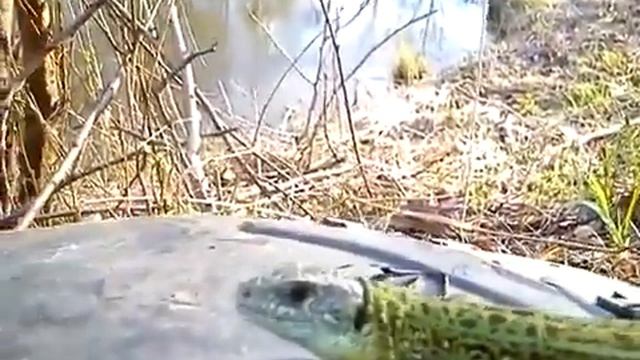 Прыткая ящерица, самец, греется на солнышке около пруда смотреть онлайн