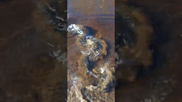 ??ЩУКА ТОРПЕДА!?? Малёк повыпрыгивал из воды! Рыбалка в Сибири! р. Ингу-Ягун Когалым смотреть онлайн