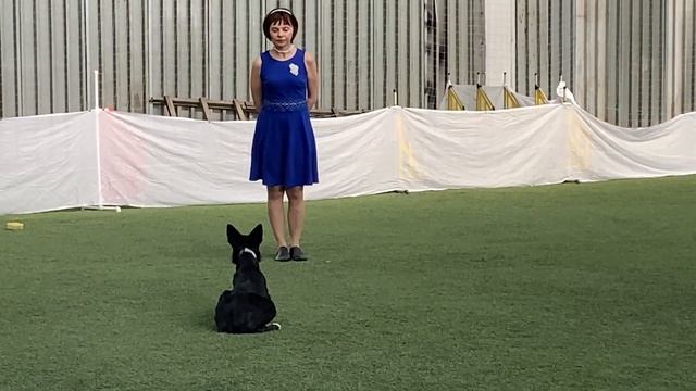 Танцы с собаками Dog dance.Тимошина Светлана & Брина.Танец "Быстрая река". Пре-ринг №2.10.05.2022г. смотреть онлайн