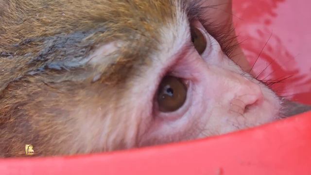 Baby monkey returns from the green forest, I have to take good care of it. I'm sorry Nho смотреть онлайн