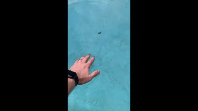 6 МИНУТ СМЕХА ДО СЛЁЗ / СМЕШНЫЕ ЖИВОТНЫЕ / ПОПРОБУЙ НЕ ЗАСМЕЯТЬСЯ / ЛУЧШИЕ ПРИКОЛЫ ВИДЕО 6