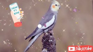 папугаи корелла учим петь 📱📲cockatiel singing 📱📲 🔔🙏🙏❤️ #cockatiel #корелла #cockatielsongs #папуги