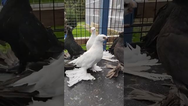 Узбекские двухчубые голуби Ильи Маклакова, Германия / Usbekische Tauben. Deutschland.