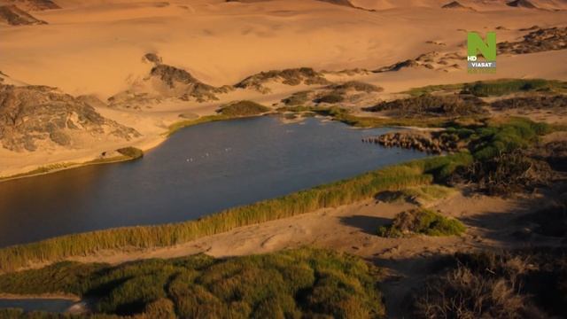 Исчезающие цари. Львы пустыни Намиб. 2 части смотреть онлайн