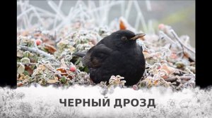 Как живут зимой звери, птицы, рыбы. Видео для детей про зиму. Три серии в одном видео.