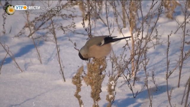 Птицы делят семечки на кормушке смотреть онлайн